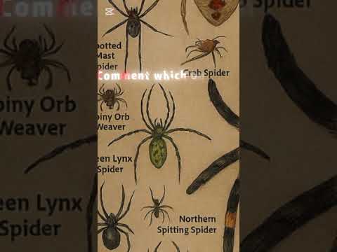 Types of spider I Lynx Spider  I Part-1 I Like I Sub I