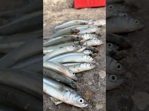 Muy buena pesca hoy desde la escollera de mar del plata