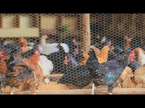 Best Poultry Management Practices
