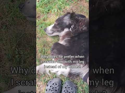 He's a crazy #dog 🐕 #dogshorts #puppy