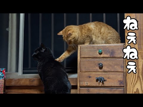 【夜間警備】ねぇ、なに見てるの？ What Are You Watching?