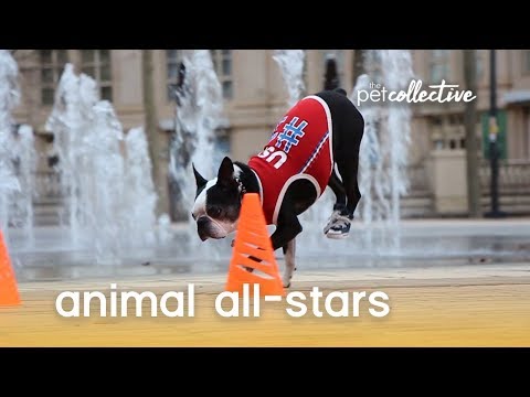 Animal All-Stars | The Pet Collective - UCPIvT-zcQl2H0vabdXJGcpg