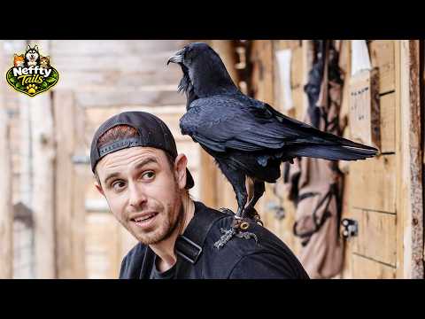 No One Wanted This Raven… Until One Person Changed Everything