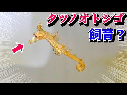 自宅に変な魚が届いたのでエサ与えてみると…