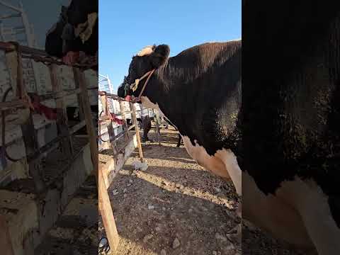 عجل عملاق سوق ديالى