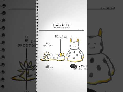 【ふしぎな生物たち】ウミウシ「シロウミウシの詳細」 / No.003 #shorts #アニメ #イラスト