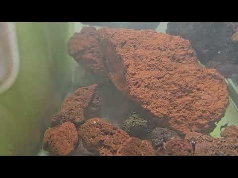 Part 2 shrimp tank reset 