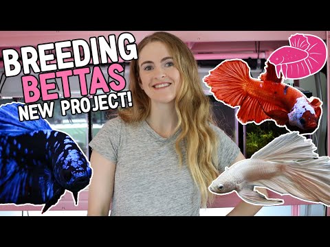 Breeding Beautiful Bettas on the New Fish Rack! (S I'm finally spawning betta fish again! It took a while for my fish room to get to the point where I 