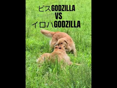 こわい顔してますが優しいゴールデンレトリバーの親子ですよ #goldenretriever #ゴールデンレトリバー #大型犬のいる生活 #癒し #ibukikohaku #ビスとイロハ #スロー サムネイル