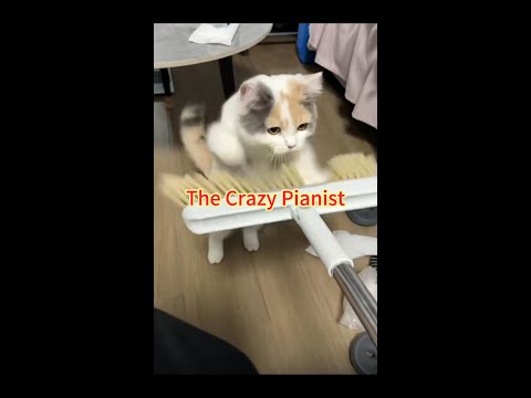 The Crazy Pianist#cat #funny #shorts #subscribe