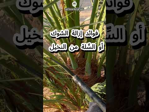 إزالة الشوك أو السلة من النخيل الموعد و الطريقة وفوائدها