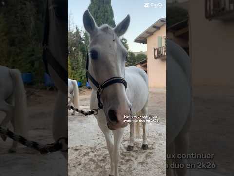 🙏🏼🙏🏼#modelecapcut #capcut #equestrian #cavalierlife #cheval
