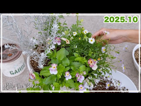 【#523】花の寄せ植えと大量の貰っ多肉【ガーデニング】