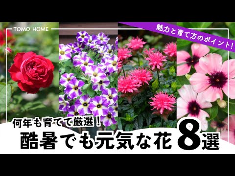【今年の殿堂入り】育ててみて暑さに強かった花・新品種の耐暑性【一年草/宿根草】