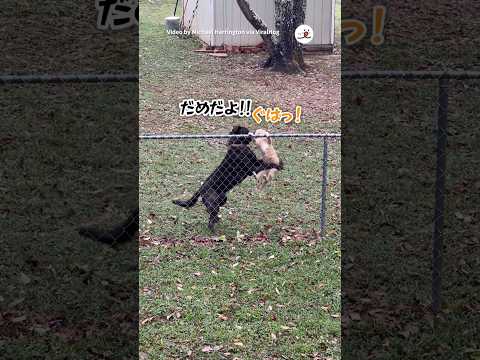 犬の動画サムネイル - 壁が越えられない｜PECO