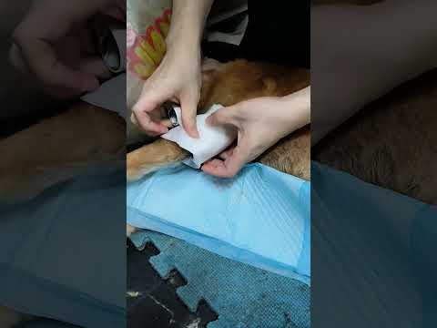 老蘇照顧的狗狗,有很多失智、癱瘓、受傷、褥瘡等等,每天早晚兩次清潔消毒包紮傷口、換尿布、 擠大小便,每隻狗狗狀況不一樣,處理的方式也略有不同,處理照護更有效率