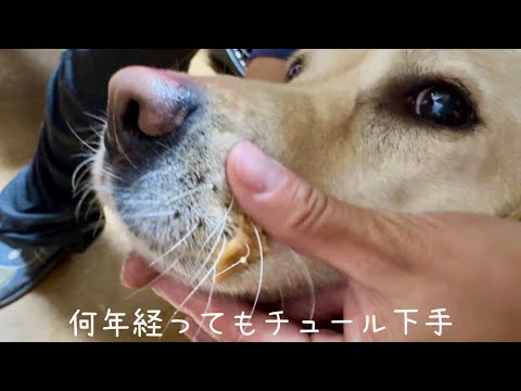 【超ゆる動画】このゴンの不器用さがたまらんのです