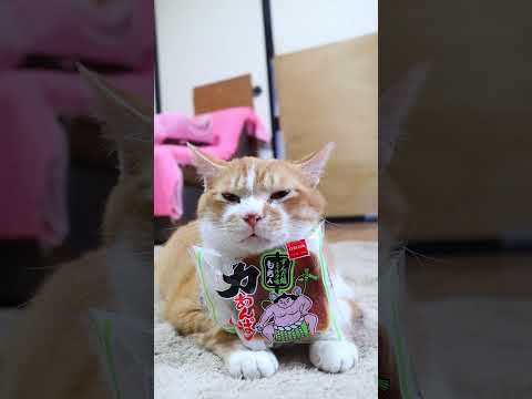 猫の動画サムネイル - 力あんぱん　ずんだ餡ミルク味　250614　#のせ猫　#ねこ　 #cat #ねこ #ネコ #cute #猫のいる暮らし　 #kitten #cutecat #kitty