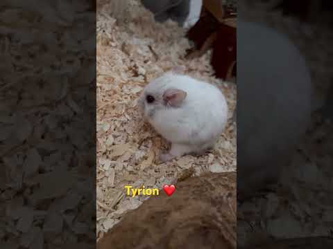 #cuteshorts #hamsters #animallovers #animalshorts