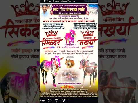 सिकंदर ८१८१आणि नखर्या | कॉर्टर फायनल व गुलालाचे मानकरी | #बकासुर #bailgadasharyat #नाद #बैलगाडा#cow