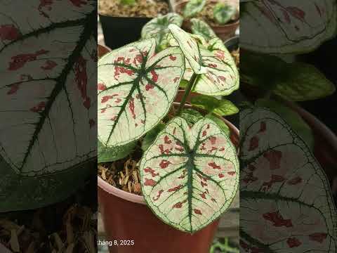 (Caladium) “Người ta có dàn idol, tui có dàn lá idol 🌿❤️”