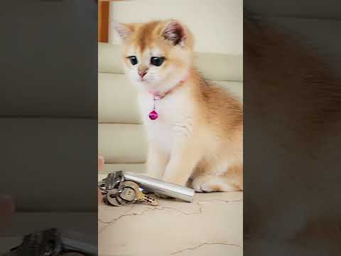 Boi Boi playing with cameraman #shorts