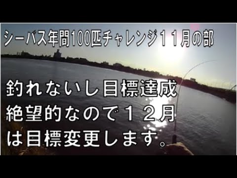 来月は目標を変更して締めたいと思います【シーバス年間100匹チャレンジ１１月の部】