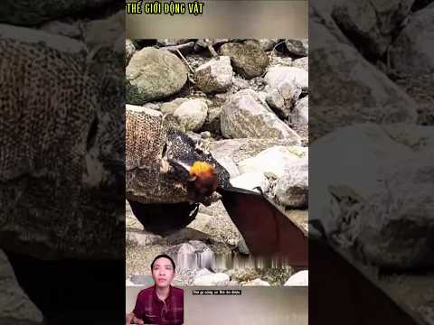 rồng komodo bắt dơi làm món ăn nhẹ.