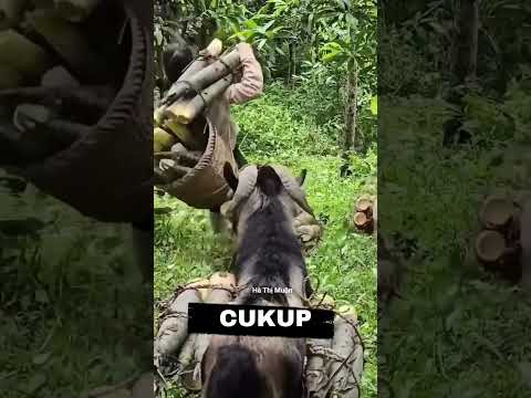 kasihan anjing ini dipaksa bekerja membawa barang berat! #short#shortfeed#shorts#feed#anjing