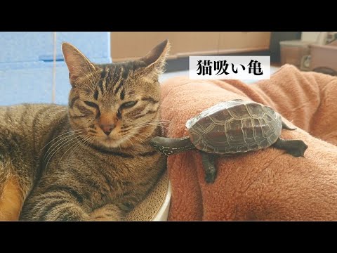 なぜか笑えるw猫と亀のいる生活【Life with cats and turtles makes me laugh for some reason】