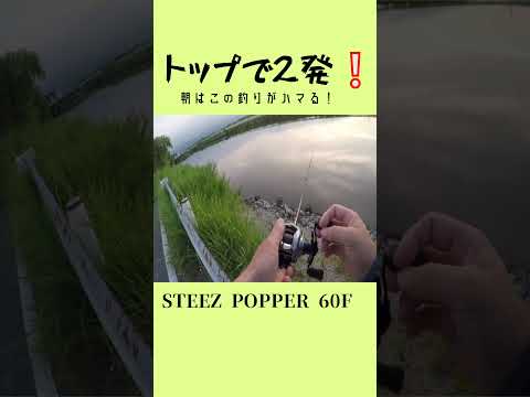 早朝の釣りは楽し過ぎる❕#shorts #bassfishing #バス釣り #おかっぱり #岸釣り #佐賀クリーク #右巻き大好き