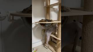 平面になった猫【ベンガル猫】
