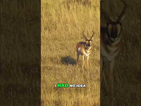 Crossbow Hunter's Unexpected Antelope Shot! You Won't Believe It! #shorts