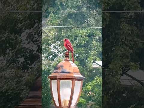 A vibrant cardinal find serene delight in the gentle raindrops 💦🐦🔥#shortsfeed