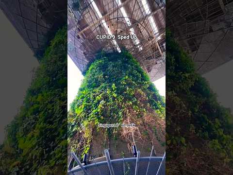 Cupid 》Sped Up #music #singapore #trending #viral #video #motivation #viralvideo #jalanjalan