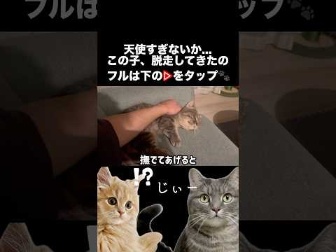 猫の動画サムネイル - 脱走してきた猫がみせた天使の寝落ち #shorts #猫 #マンチカン