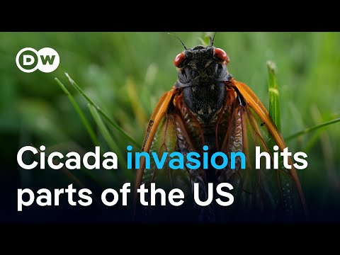 The Great Cicada Invasion: How swarms emerge across parts of the US | DW News