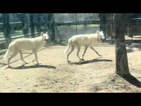 2025年8月14日 大森山動物園のルーシーちゃんとニッキーちゃんのかわいい姿 サムネイル