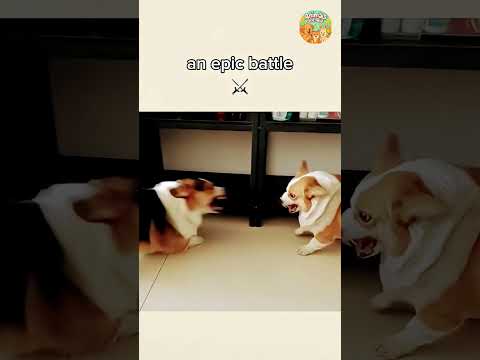 just wait for it 😂 | #catshorts #catsofinstagram #catsofyoutube #kitten #cats #catlife #cat