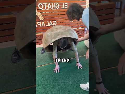 No wonder turtles move so slowly.!!