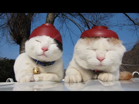 猫の動画サムネイル - うずまきLIVE配信？　放置？　2025年05月18日