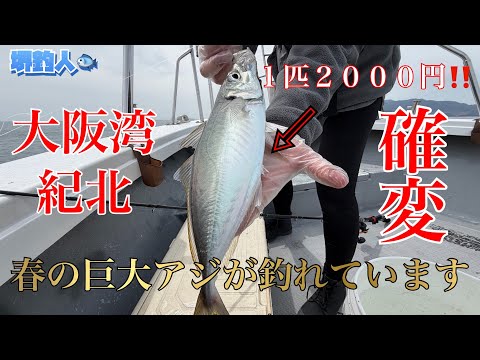 【和歌山紀北のアジ釣りと青物ジギング】サビキを海底へ落とすとデカアジが入れ食いになりました。