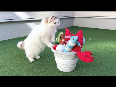 ぼ…ぼくの大切なオモチャが丸洗いされてる…