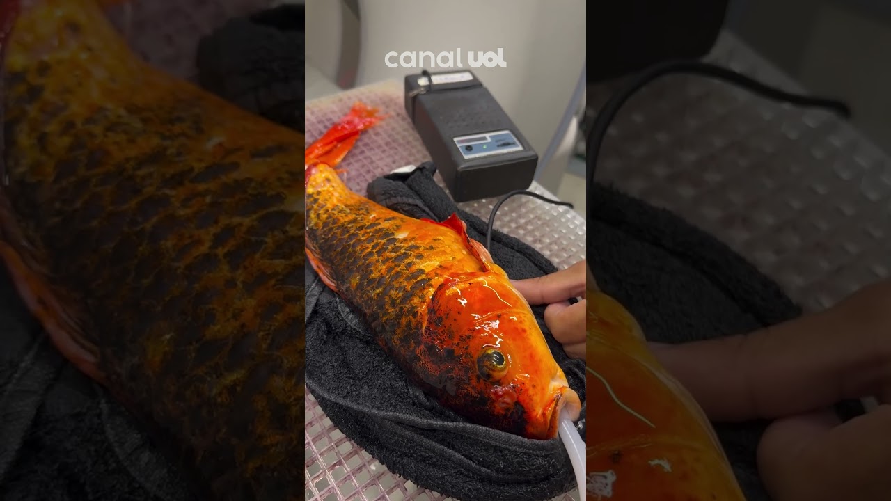 Peixe faz tomografia Veterinário viraliza ao mostrar exame inusitado em São Paulo vídeo