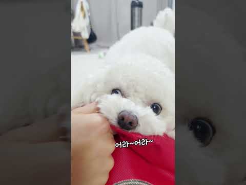 강아지 최애 가방.별다방.내꺼라고~~#말티푸 #귀여운강아지#강아지#shorts