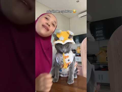 poby keluar khodam #semuaorang #kucing #pororo #fypシ #fypシ゚viral #kucinglucu #cat