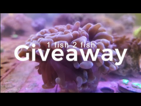Huge Give Away and a new Intro :) 