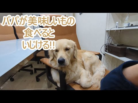 パパがイタリアンに食べてくるといじける大型犬。ゴールデンレトリバーティト。