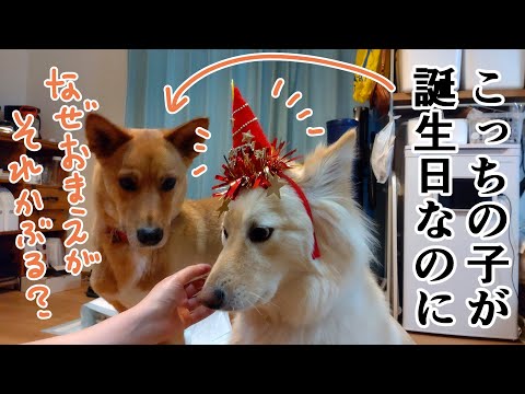 保護犬ひばちゃん３歳のお誕生日！【多頭飼いはイベントだらけや～w】