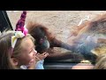 Un singe met un doigt dans le cul 